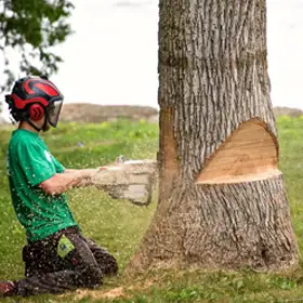 Abattage arbres et haies 11
